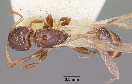 Nesomyrmex madecassus specimen