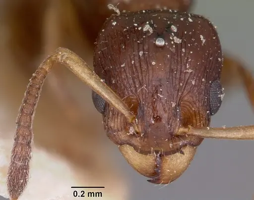 Nesomyrmex madecassus specimen