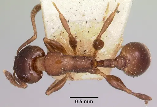Nesomyrmex madecassus - CASENT0101667