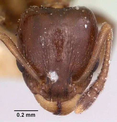 Nesomyrmex madecassus - CASENT0101667