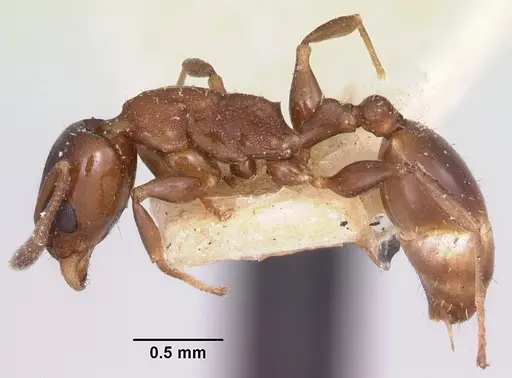 Nesomyrmex madecassus - CASENT0101667
