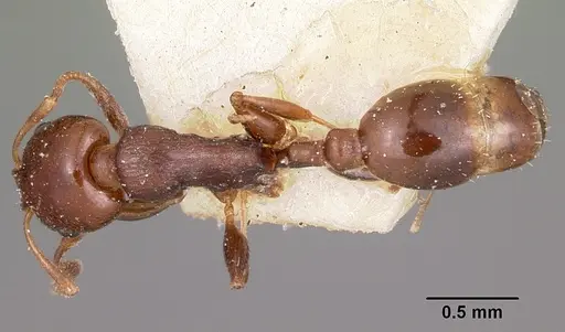 Nesomyrmex madecassus - CASENT0101687
