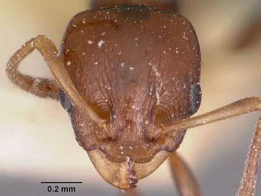 Nesomyrmex madecassus - CASENT0101687