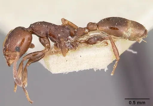 Nesomyrmex madecassus - CASENT0101687