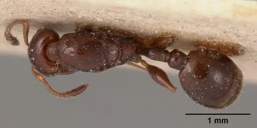 Nesomyrmex madecassus - CASENT0102065