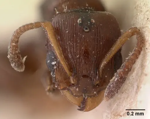 Nesomyrmex madecassus - CASENT0102065