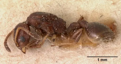 Nesomyrmex madecassus - CASENT0102065