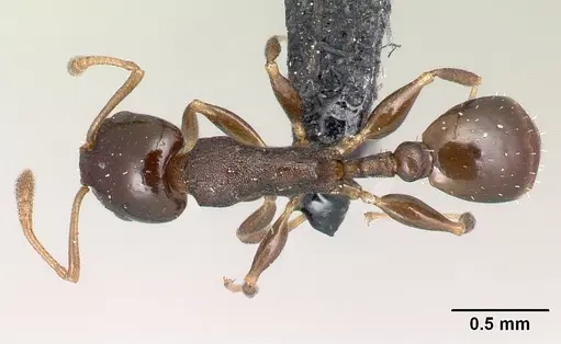 Nesomyrmex madecassus - CASENT0125882