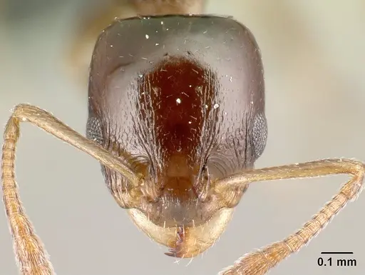 Nesomyrmex madecassus - CASENT0125882