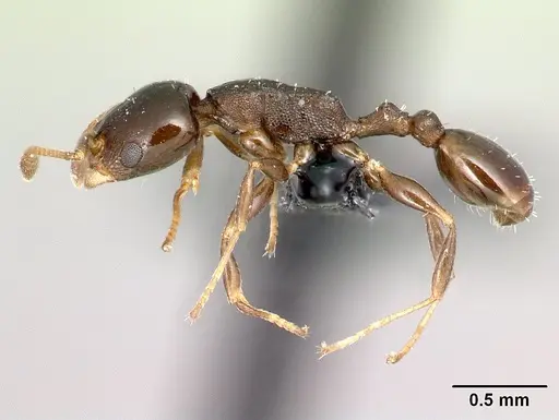 Nesomyrmex madecassus - CASENT0125882