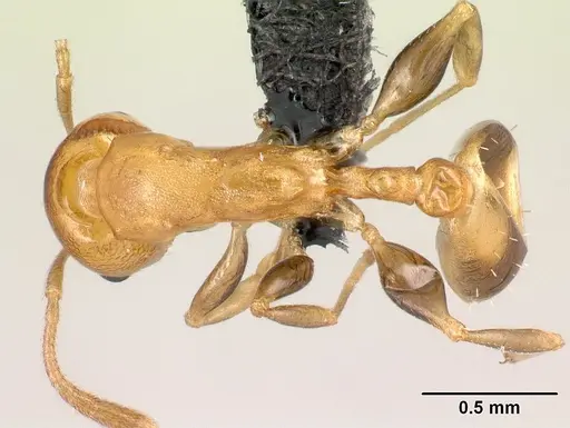 Nesomyrmex madecassus - CASENT0149638