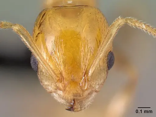 Nesomyrmex madecassus - CASENT0149638