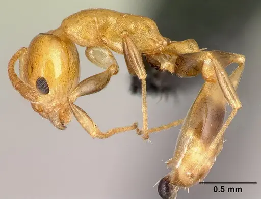 Nesomyrmex madecassus - CASENT0149638