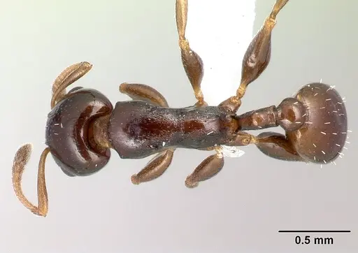 Nesomyrmex madecassus - CASENT0409551