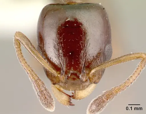 Nesomyrmex madecassus - CASENT0409551