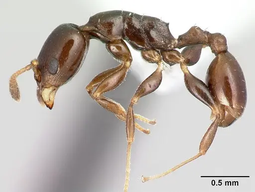 Nesomyrmex madecassus - CASENT0409551