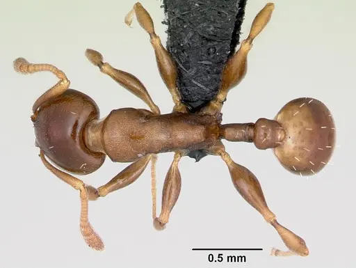 Nesomyrmex madecassus - CASENT0487130