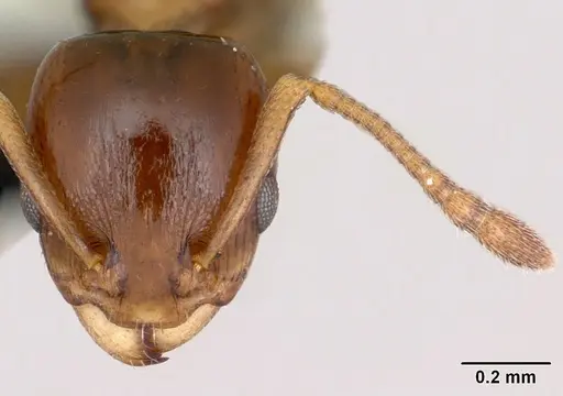 Nesomyrmex madecassus - CASENT0487130