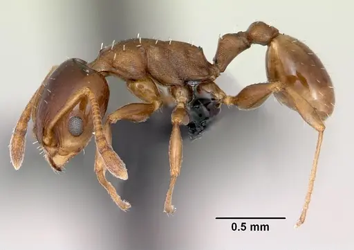 Nesomyrmex madecassus - CASENT0487130