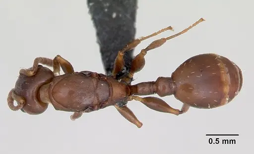 Nesomyrmex madecassus - CASENT0487131