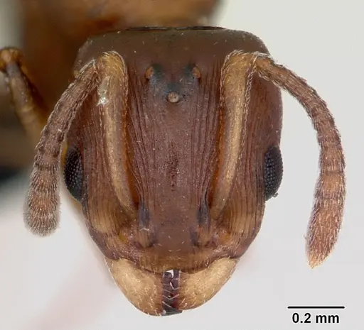Nesomyrmex madecassus - CASENT0487131