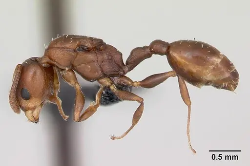Nesomyrmex madecassus - CASENT0487131