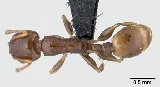 Nesomyrmex madecassus - CASENT0487142