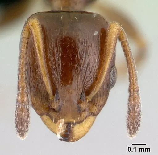 Nesomyrmex madecassus - CASENT0487142