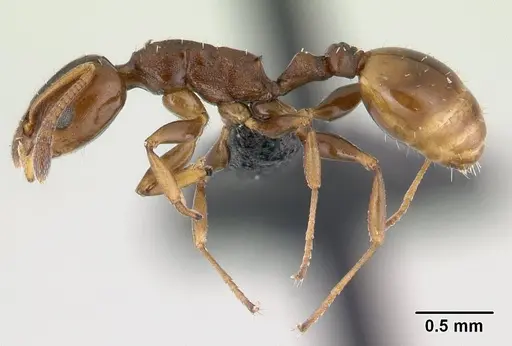 Nesomyrmex madecassus - CASENT0487142