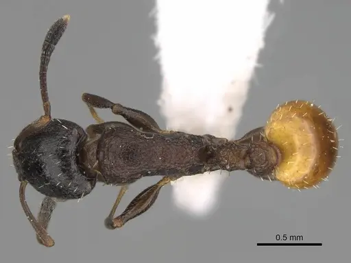 Nesomyrmex micheleae specimen