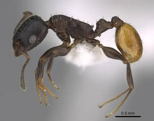 Nesomyrmex micheleae specimen