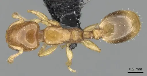 Nesomyrmex minutus specimen