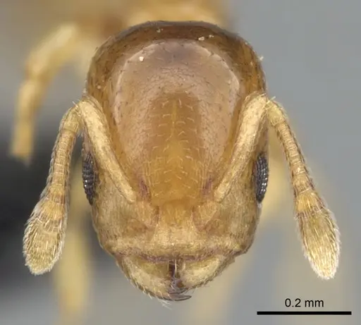 Nesomyrmex minutus specimen