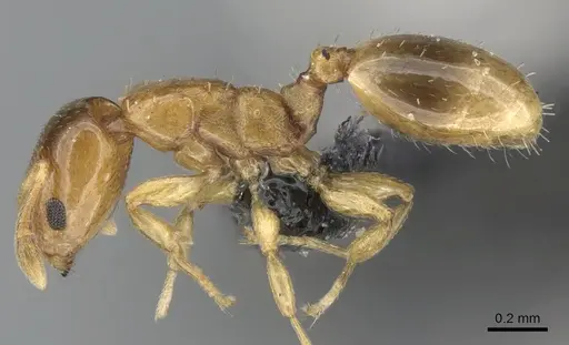 Nesomyrmex minutus specimen
