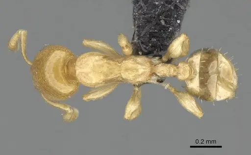 Nesomyrmex minutus - CASENT0071633