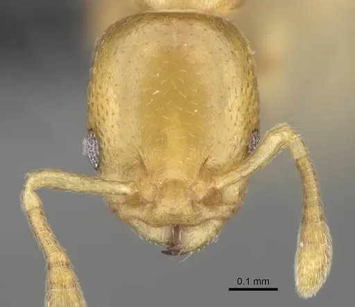 Nesomyrmex minutus - CASENT0071633