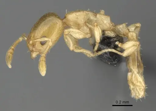 Nesomyrmex minutus - CASENT0071633