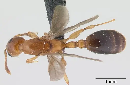 Nesomyrmex minutus - CASENT0071657