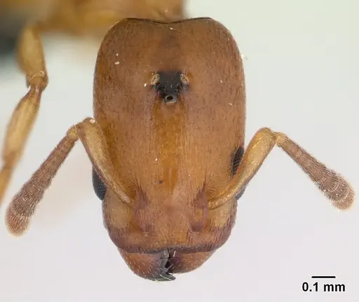 Nesomyrmex minutus - CASENT0071657