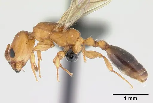 Nesomyrmex minutus - CASENT0071657