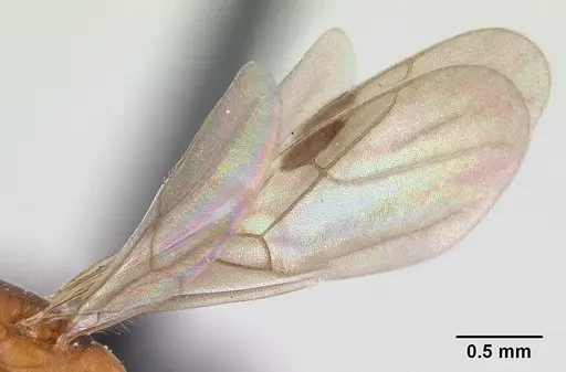 Nesomyrmex minutus - CASENT0071657