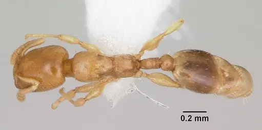 Nesomyrmex minutus - CASENT0103114