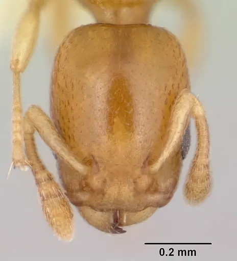 Nesomyrmex minutus - CASENT0103114
