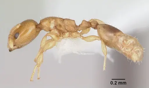 Nesomyrmex minutus - CASENT0103114