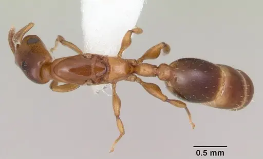 Nesomyrmex minutus - CASENT0103115