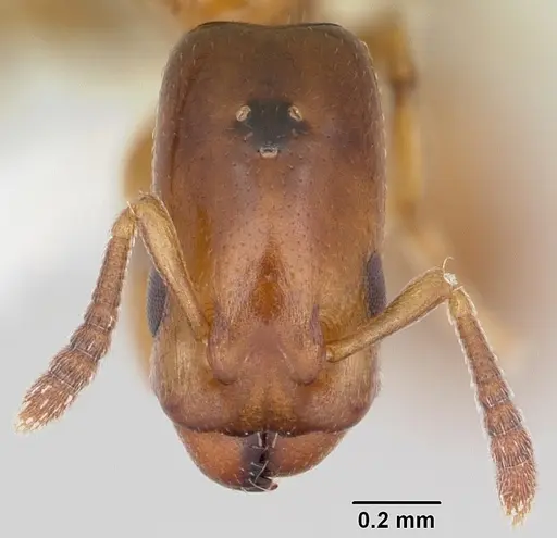 Nesomyrmex minutus - CASENT0103115