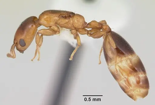 Nesomyrmex minutus - CASENT0103115