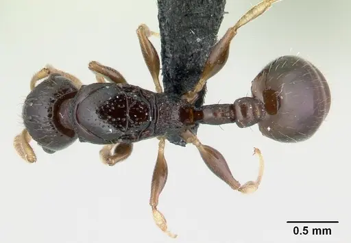 Nesomyrmex modestus specimen
