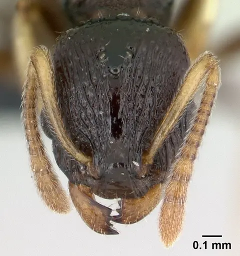 Nesomyrmex modestus specimen
