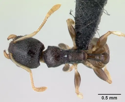 Nesomyrmex modestus - CASENT0179501